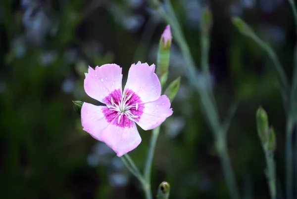 Petit Jardin Rose Oeillet Fleurs Poussant Dans Jardin — Photo