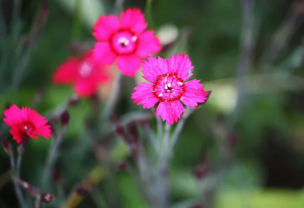 Pequeño Jardín Rosa Flores Clavel Creciendo Jardín — Foto de Stock