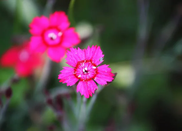 Claveles flores en el sol . — Foto de Stock