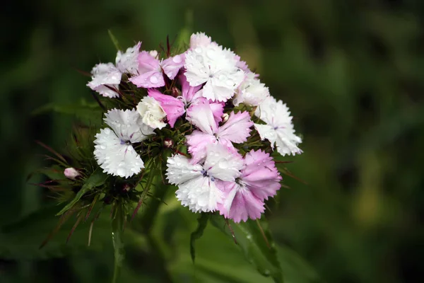 Oeillets fleurs au soleil . — Photo