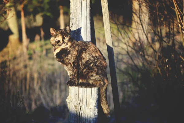 Gato Pátio Rural Primavera — Fotografia de Stock