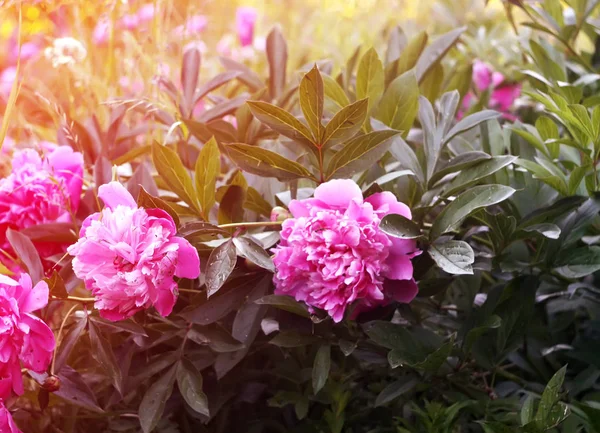 Lila Pion Blommor Blommar Trädgården — Stockfoto