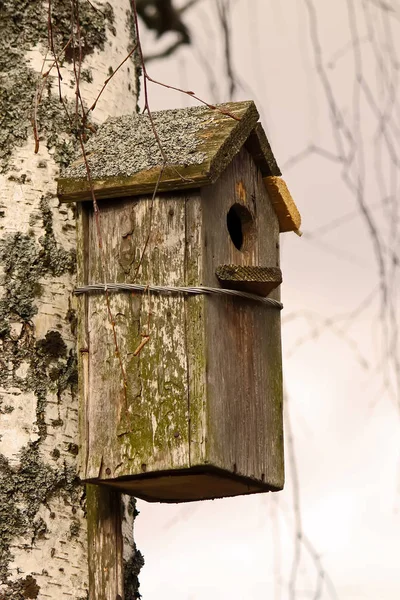 树上的木制鸟舍 — 图库照片
