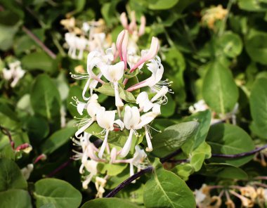 Yazın açık havada çiçek açan akasya ağacı. Beyaz çiçekler.