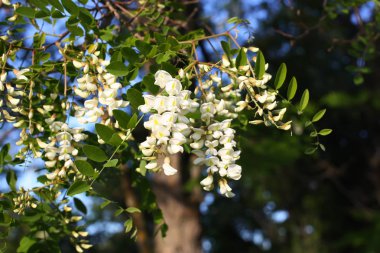Yazın açık havada çiçek açan akasya ağacı. Beyaz çiçekler.
