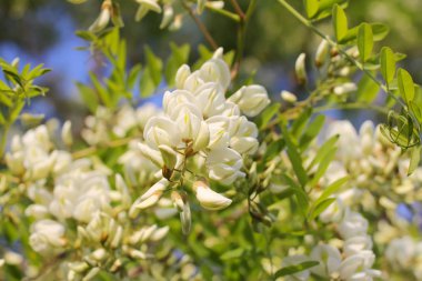 Yazın açık havada çiçek açan akasya ağacı. Beyaz çiçekler.