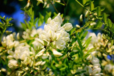 Yazın açık havada çiçek açan akasya ağacı. Beyaz çiçekler.