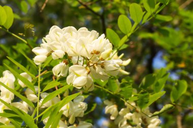 Yazın açık havada çiçek açan akasya ağacı. Beyaz çiçekler.
