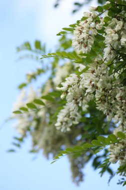 Yazın açık havada çiçek açan akasya ağacı. Beyaz çiçekler.