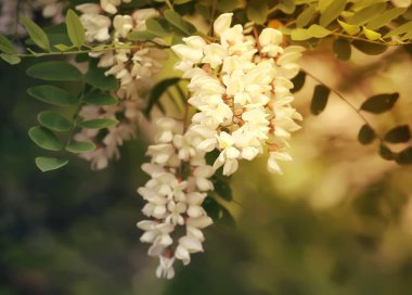 Yazın açık havada çiçek açan akasya ağacı. Beyaz çiçekler.
