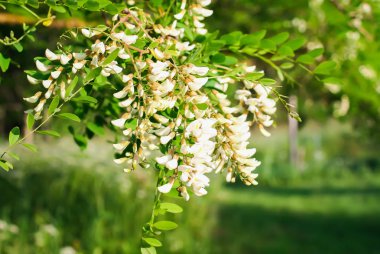 Baharda çiçek açan beyaz akasya ağacı.