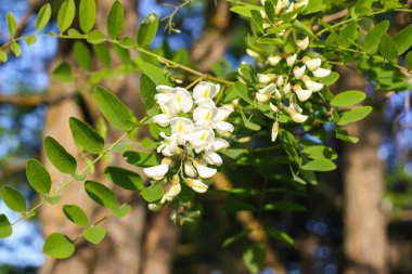 Baharda çiçek açan beyaz akasya ağacı.