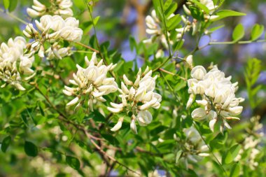 Baharda çiçek açan beyaz akasya ağacı.