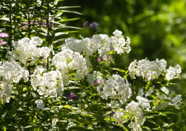 Baharda parktaki beyaz akasya ağacının çiçekleri..