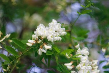 Baharda parktaki beyaz akasya ağacının çiçekleri..