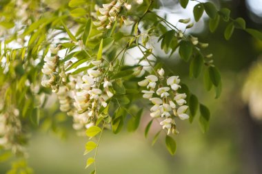 Baharda parktaki beyaz akasya ağacının çiçekleri..