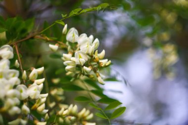 Baharda parktaki beyaz akasya ağacının çiçekleri..