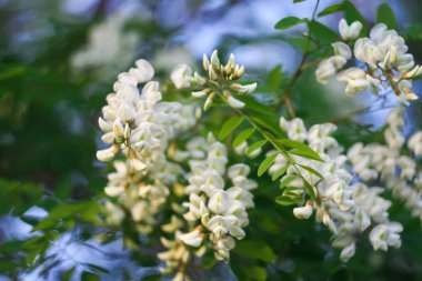 Baharda parktaki beyaz akasya ağacının çiçekleri..