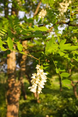Baharda parktaki beyaz akasya ağacının çiçekleri..