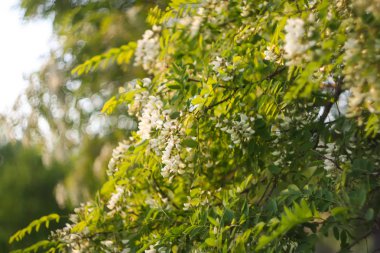Baharda parktaki beyaz akasya ağacının çiçekleri..