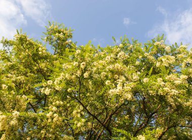 Baharda parktaki beyaz akasya ağacının çiçekleri..