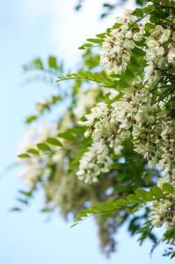 Baharda parktaki beyaz akasya ağacının çiçekleri..