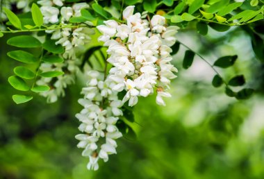 Baharda parktaki beyaz akasya ağacının çiçekleri..