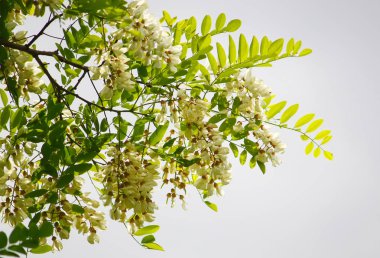 Baharda parktaki beyaz akasya ağacının çiçekleri..