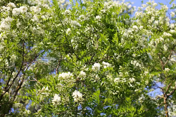 Bloeiende Acaciaboom Zomer Buiten Witte Bloemen — Stockfoto