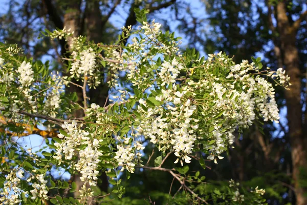 Acacia Fleurs Été Extérieur Fleurs Blanches — Photo