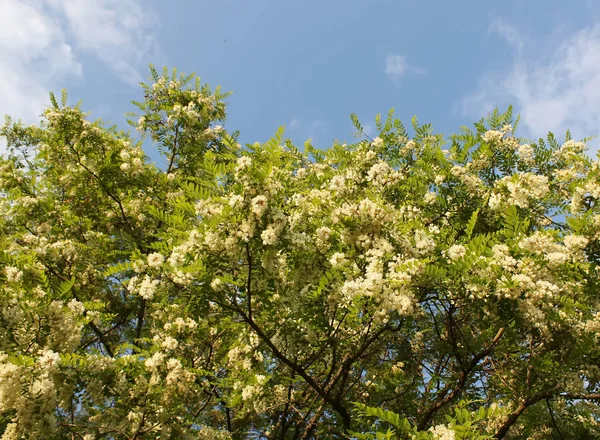 Árbol Acacia Floreciente Verano Aire Libre Flores Blancas —  Fotos de Stock