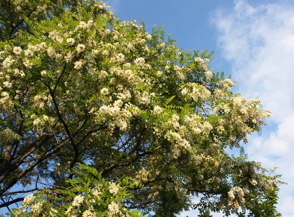 Árbol Acacia Floreciente Verano Aire Libre Flores Blancas —  Fotos de Stock