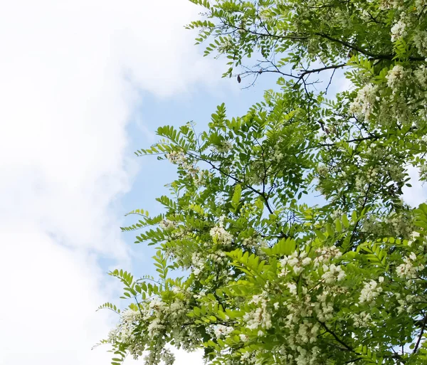 Blühender Akazienbaum Sommer Freien Weiße Blüten — Stockfoto