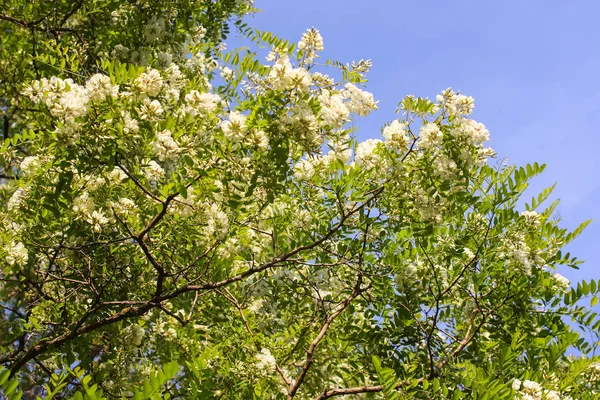 Acacia blanc fleurs floraison au printemps . — Photo