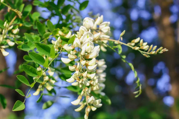 Fiori Fioriti Acacia Bianca Parco Primavera — Foto Stock