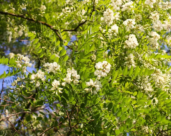 Bloeiende Bloemen Van Witte Acaciaboom Een Park Het Voorjaar — Stockfoto