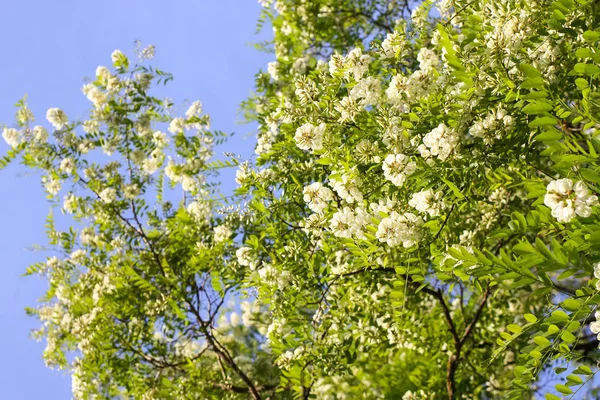 公园里一朵花盛开 长满了白色的相思树 — 图库照片