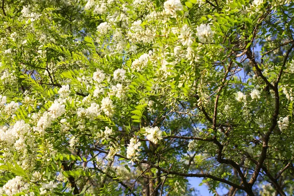 Blooming Flowers White Acacia Tree Park Spring — Stock Photo, Image