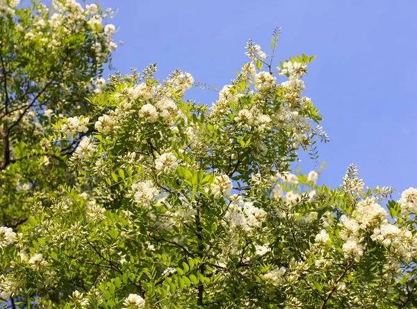 公园里一朵花盛开 长满了白色的相思树 — 图库照片