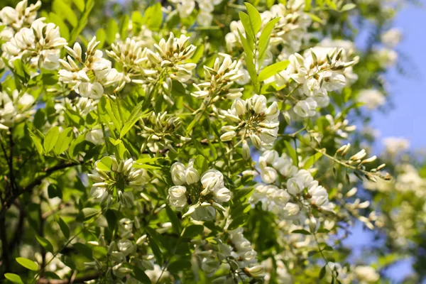 Floraison Fleurs Acacia Blanc Dans Parc Printemps — Photo