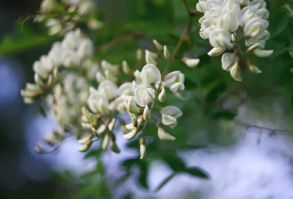 公园里一朵花盛开 长满了白色的相思树 — 图库照片