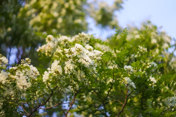 Floraison Fleurs Acacia Blanc Dans Parc Printemps — Photo