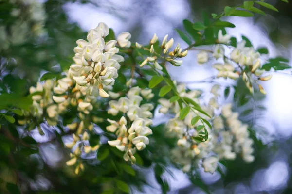 春に公園に白いアカシアの木の花を咲かせます — ストック写真