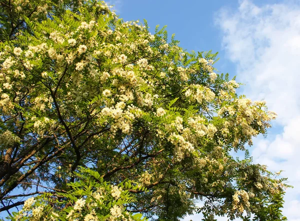 Floraison Fleurs Acacia Blanc Dans Parc Printemps — Photo