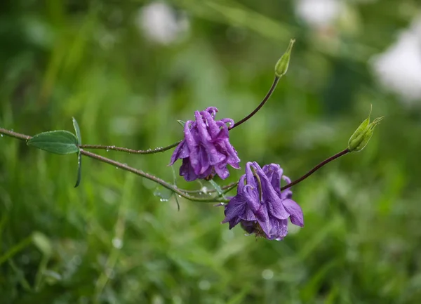 Fiore Viola Colonbina Europea Aquilegia Vulgaris — Foto Stock