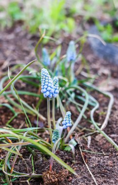 Bahar parkında mavi üzümlü sümbül çiçeği..
