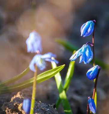Scilla Squill bitkisinin mavi ilk bahar çiçekleri ormanda çiçek açıyor. Scilla Bifolia.