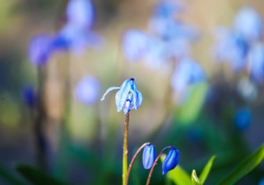 Scilla Squill bitkisinin mavi ilk bahar çiçekleri ormanda çiçek açıyor. Scilla Bifolia.