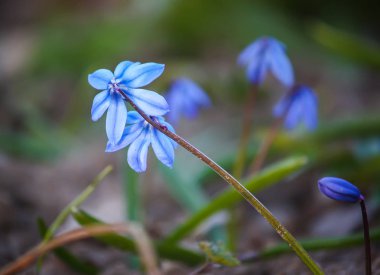 Scilla Squill bitkisinin mavi ilk bahar çiçekleri ormanda çiçek açıyor. Scilla Bifolia.