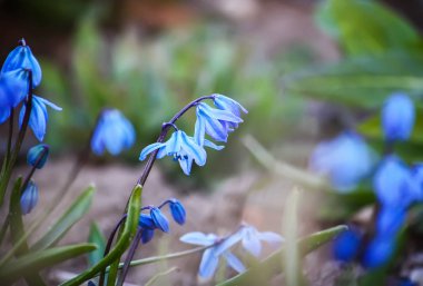 Scilla Squill bitkisinin mavi ilk bahar çiçekleri ormanda çiçek açıyor. Scilla Bifolia.